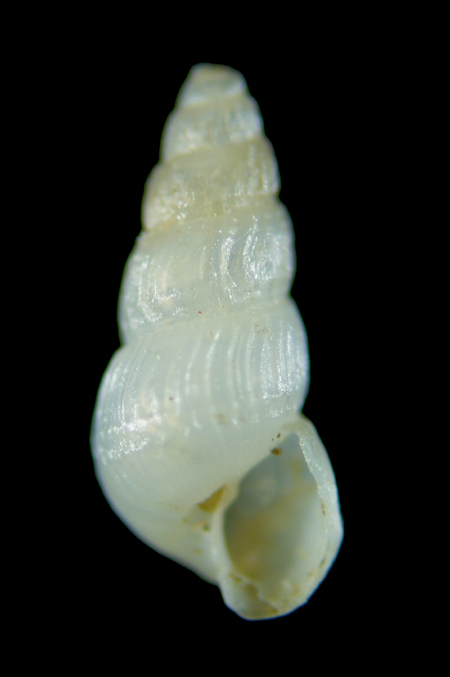 Chrysallida sp.  multicostata